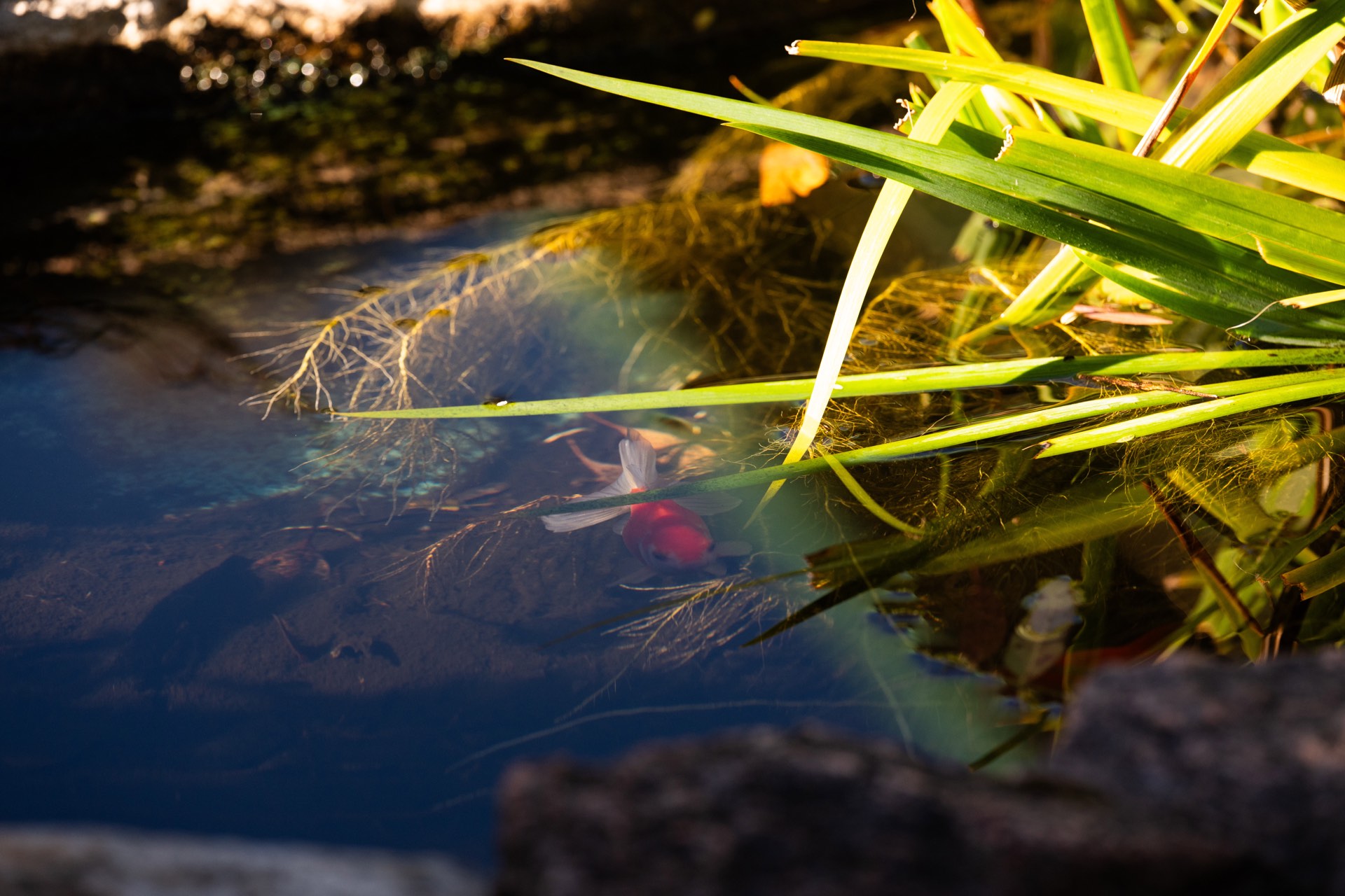 Goldfish in the garden pond